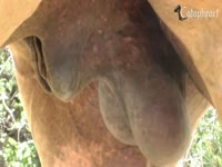 Asian babe spends the day jerking off a horse